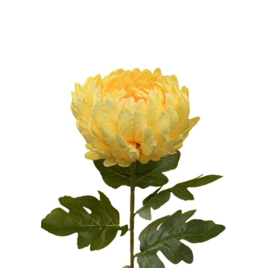 BÔNG CÚC ĐẠI ĐOÁ PHÁP