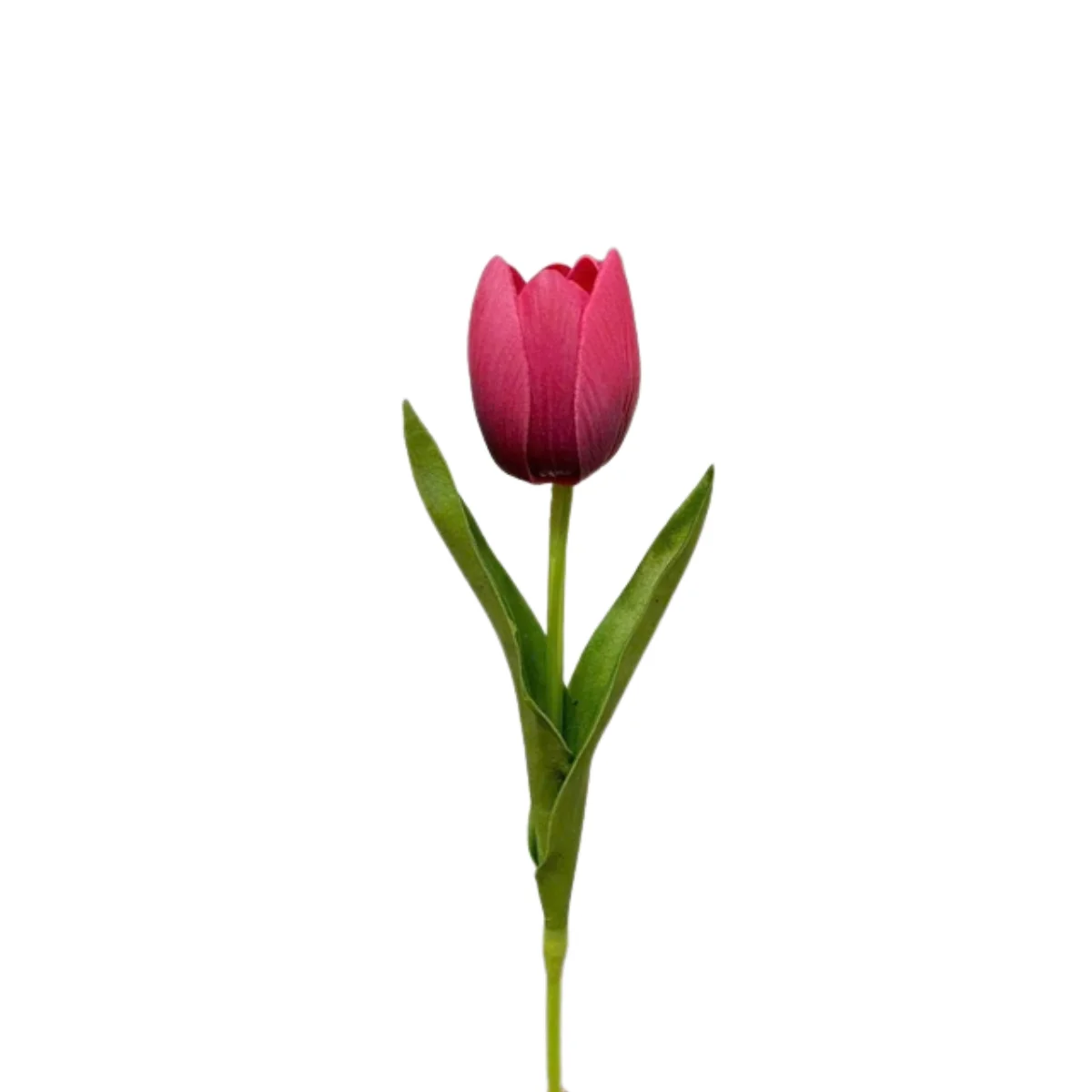 BÔNG TULIP MÀU HỒNG ĐẬM