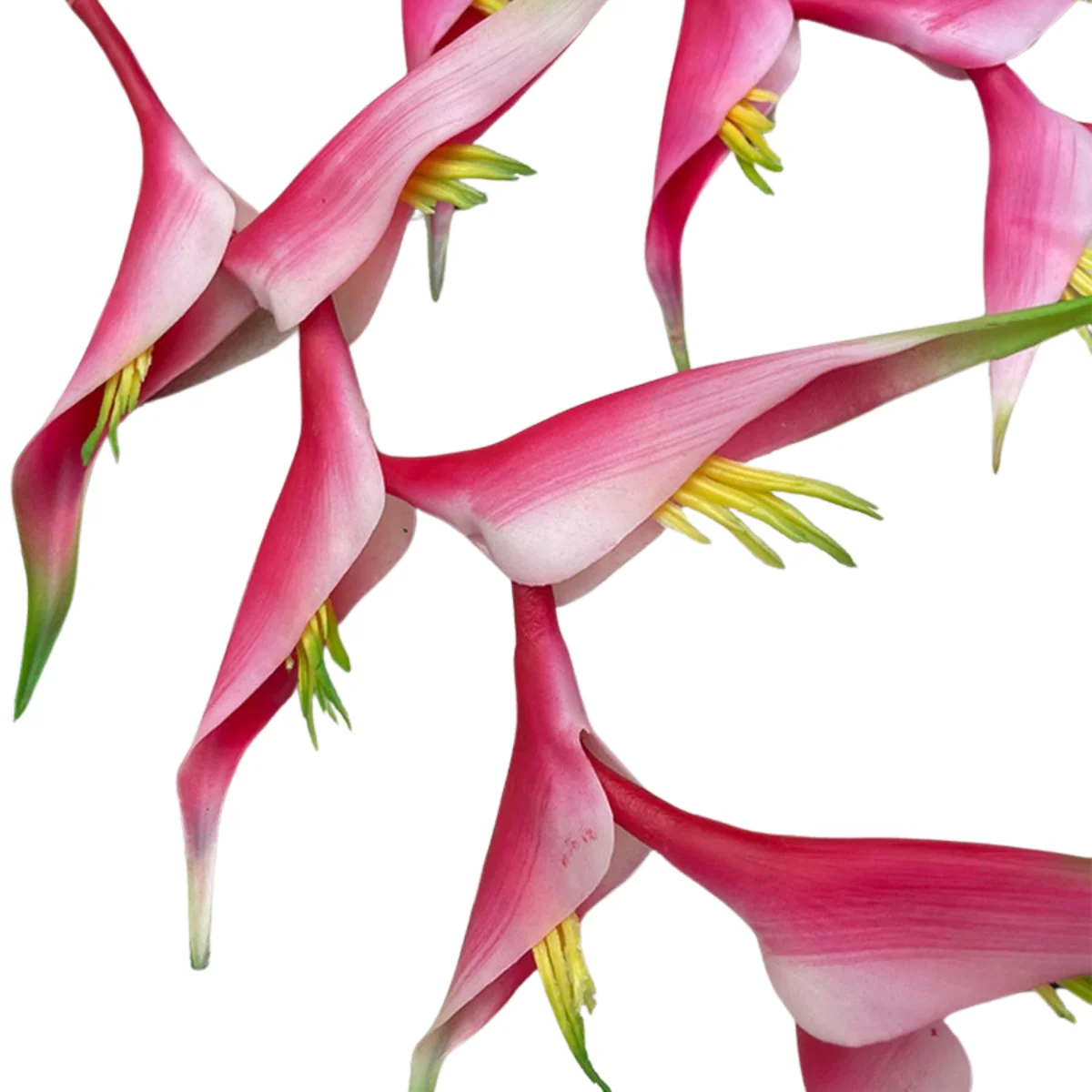 CÀNH THIÊN ĐIỂU DÀI 2